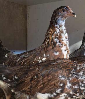 Nosnice, mládky - 2