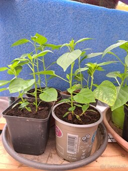 Predám priesady chilli papričiek - 2