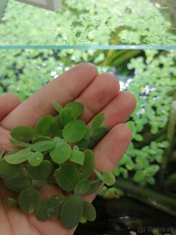 Pistia stratiotes - 2