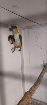 Amazonik ciernotemenny - 2