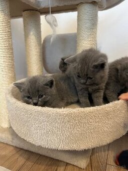 Britské mačiatka - 2