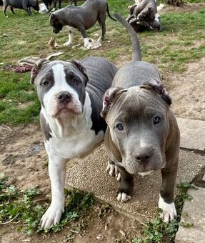 American Bully s PP - 2