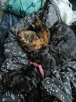 Darujem mačiatko URGENTNE - 2