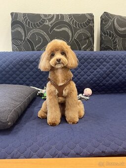 Bezplatné strihanie psov - 2