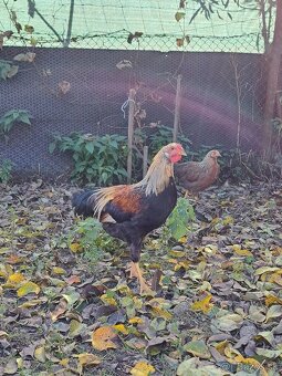 Maranska a vlaška oranžovokrká - 2