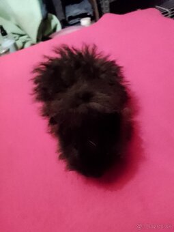 Morča Lunkaria-peruanec - 2