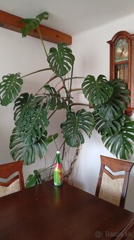 monstera 20 rokov - 2