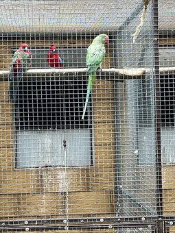 Alexander veľký - 2