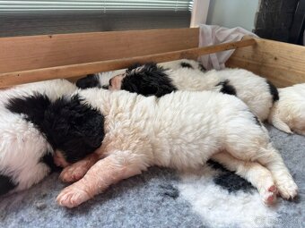 Na predaj šteniatka plemena Landseer - 2