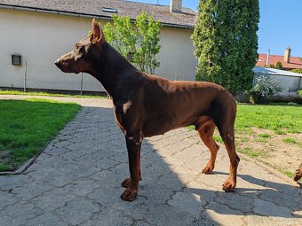 Doberman - 2