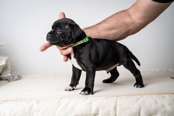 Staffordshire bullterrier - 2