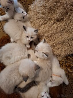 Ragdoll kocurik-seal lynx bicolour with blaze - 2