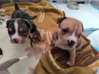 American bully pocket - 2