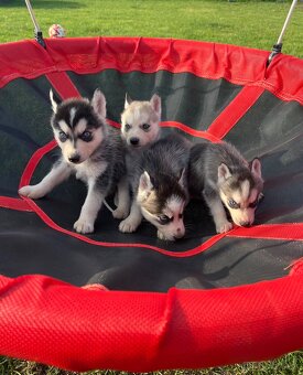 Steniatka sibirsky husky - 2