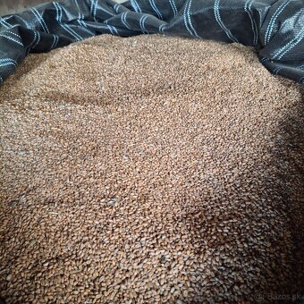 Predam pšenicu a jačmeň - 2