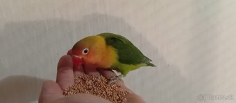 Predám agapornisov. - 2