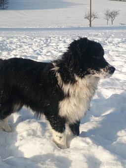 Border kólia s PP - 2