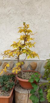 bonsai,bonsaj-DUB 7 - 2