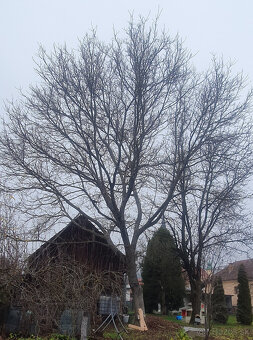 Predám orechové drevo - 2