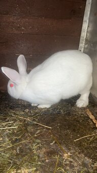 Predám zajace - 2