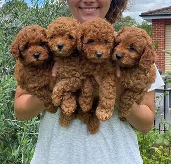 Toy pudel - sučka & psík - 2