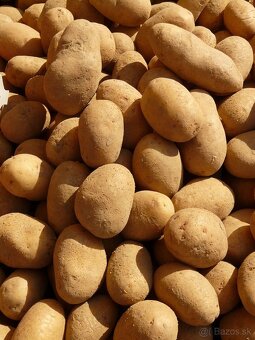 Sadbové zemiaky - 2