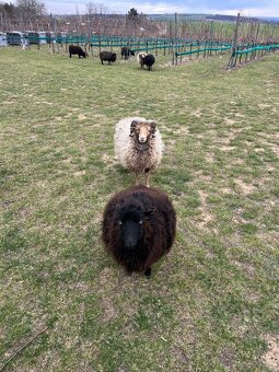 Quessantsky mini barancek 2ks - 2