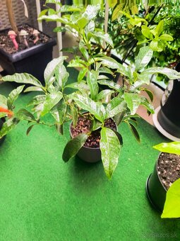 Predám kumquat - 2