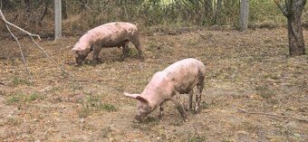 Predám prasiatka 40kg - 2