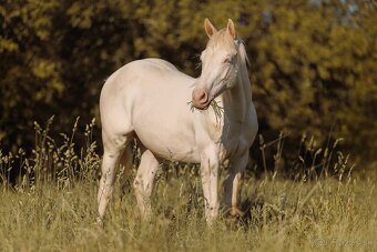 Predám ročného žrebčeka QH - 2