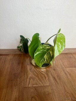 Monstera alba - 2