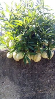 Predám rastlinky- Pepino-Gold - 2