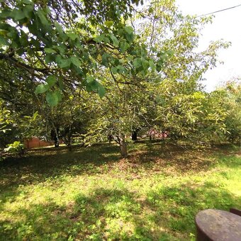 NA PREDAJ veľký pozemok s ovocným sadom, 1080m2, Hermanovce - 2