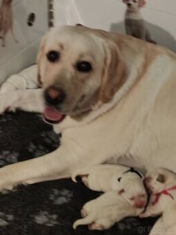 Labrador retriever -šteniatka s PP - 2
