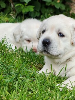 Labrador retriever -šteniatka s PP - 2