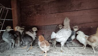 Predaj kuriatok Araukany a Leghorn - 2
