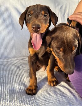 Doberman - 2