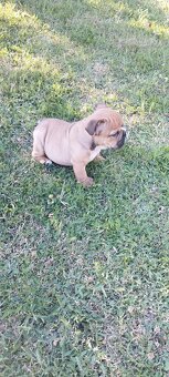 Anglický bulldog - 2