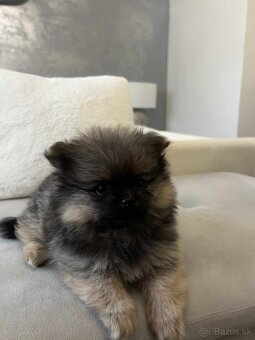 Predám šteniatka POMERANIANA - 2