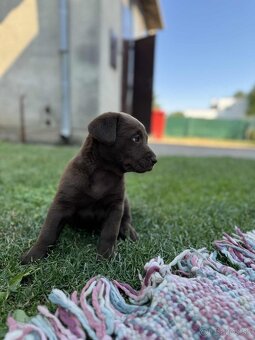 Ponúkam psika na predaj Labrador/Mix - 2