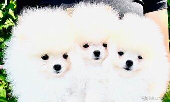 Pomeranian - 2