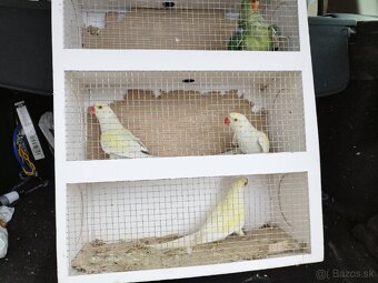 Alexander Veľký a malý - 2