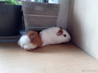 Predám morské prasiatko - 2