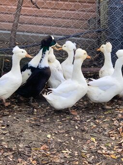 Chocholaté kačky - 2