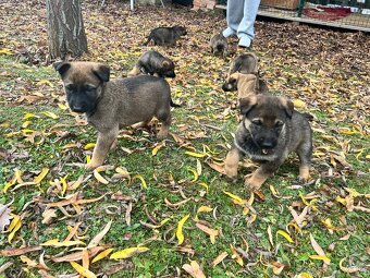 Predám šteniatka - 2