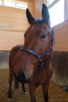 Mladá kobyla vhodná do športu - 2