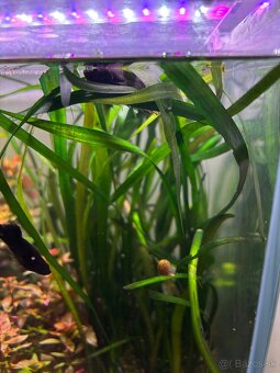 Darujem Bojovnice + Rajovec + Echinodorus red devil - 2