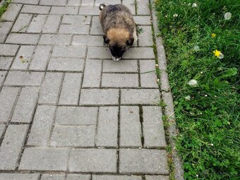 Darujem šteniatko mix - 2