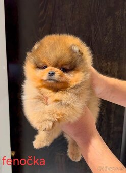 Pomeranian Boo mini - 2