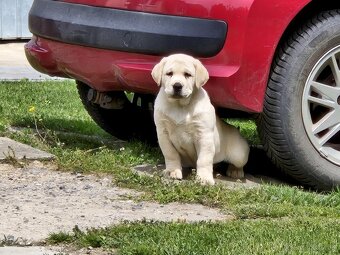 Labrador s PP - 2